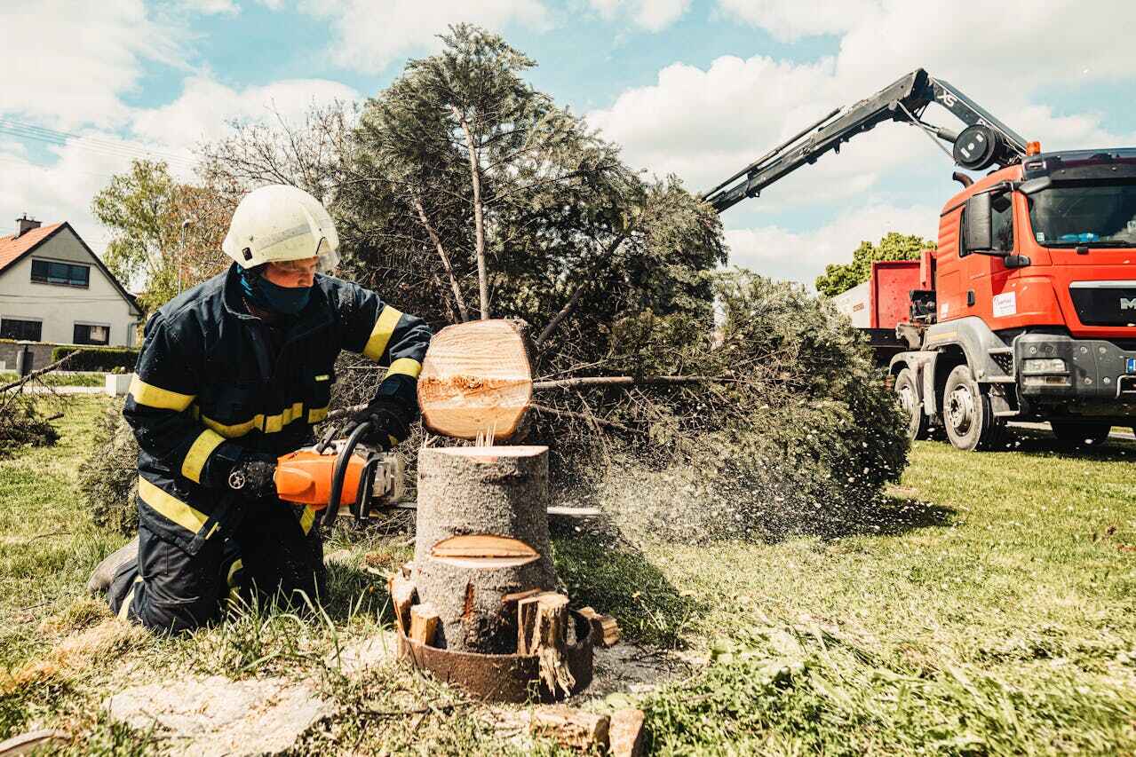 The Steps Involved in Our Tree Care Process in Springfield, MO